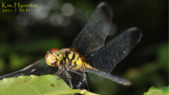 Sympetrum infuscatum