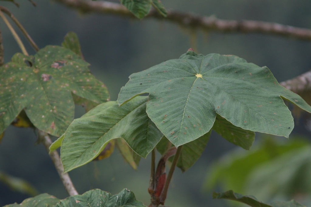 Cecropia bullata
