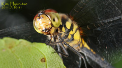 Sympetrum infuscatum