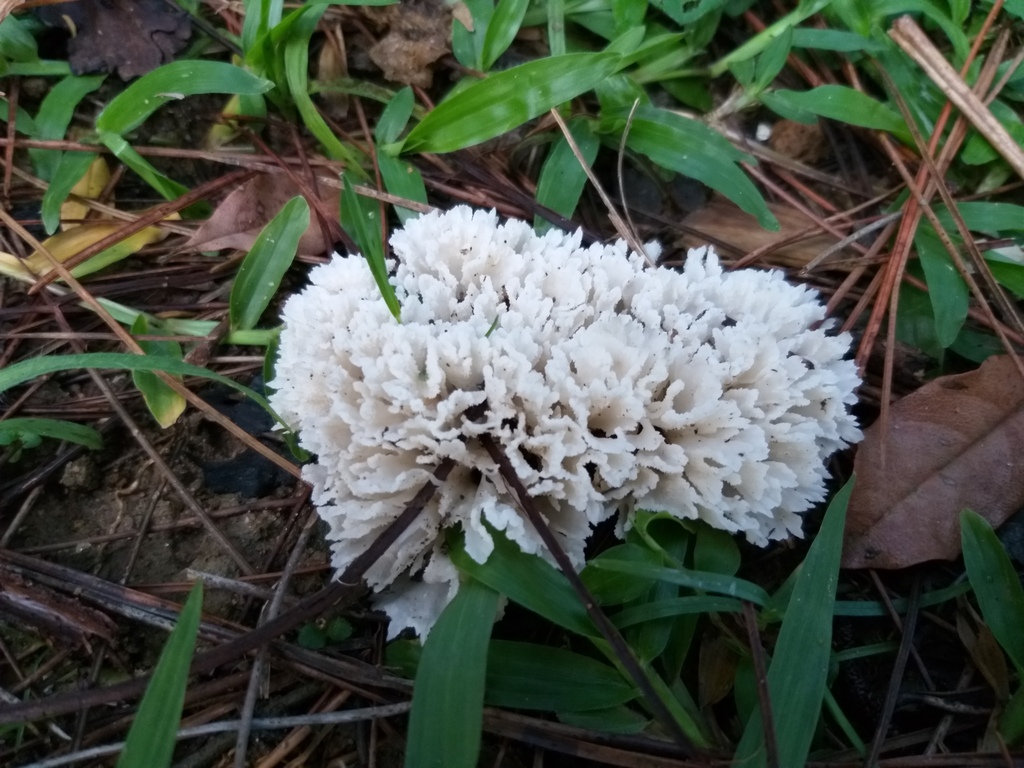 Irpex rosettiformis · December 2018 · photo: © yoannisd (iNaturalist, cc-by)