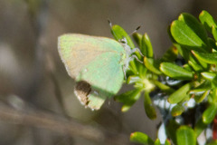 Callophrys dumetorum