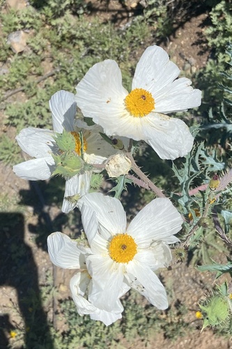 Southwestern pricklypoppy (Argemone pleiacantha)