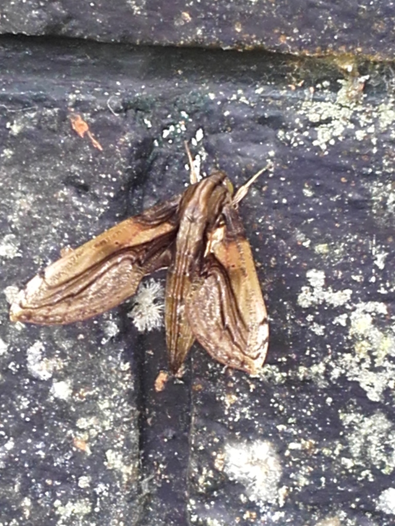 Xylophanes media