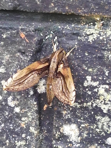 Xylophanes media