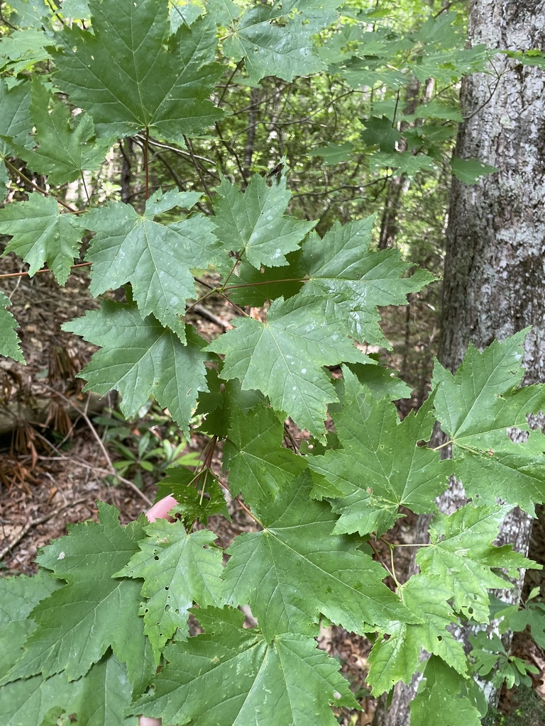 maples from Byron Herbert Reece, Blairsville, GA, US on May 31, 2023 at ...