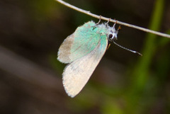 Callophrys dumetorum