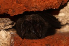 Barbastella barbastellus