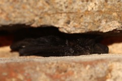 Barbastella barbastellus