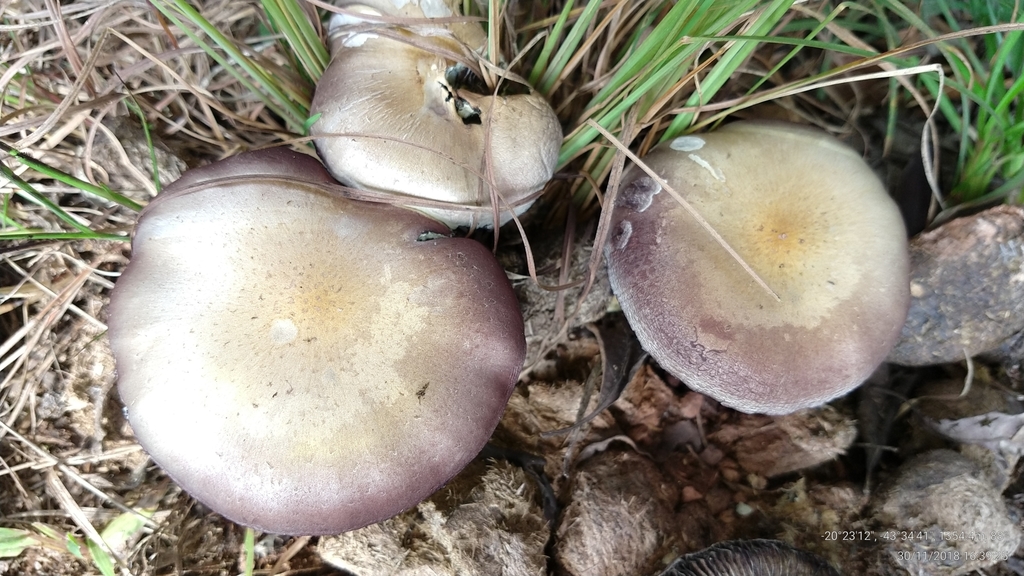 Psilocybe cubensis · November 2018 · photo: © ronaldperet (iNaturalist, cc-by)