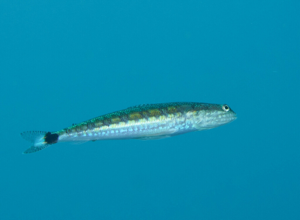 Vlek-hagedisvis (Synodus jaculum) — Synodontidae