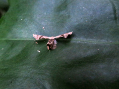 Phazaca kosemponicola