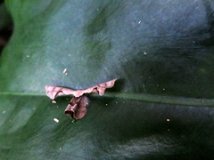 Phazaca kosemponicola