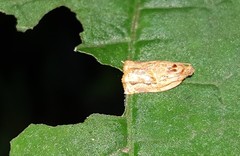 Argyrotaenia sphaleropa