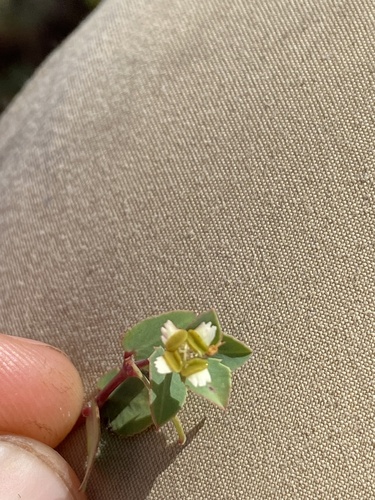 Euphorbia carissoides