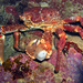 West Indian Spider Crab - Photo (c) Alfonso González, some rights reserved (CC BY-NC-ND)