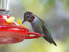 Calypte anna