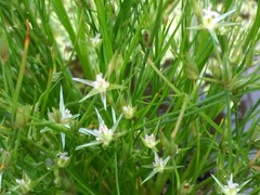 Marsippospermum gracile