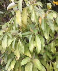 Cornus capitata