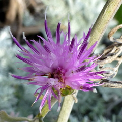 Centaurea cineraria