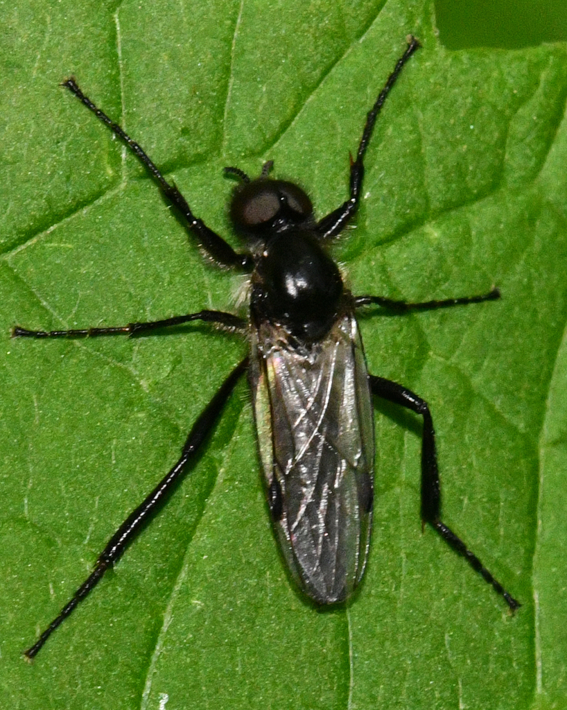Bibio vestitus
