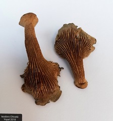 Stiptophyllum erubescens