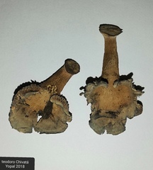 Stiptophyllum erubescens
