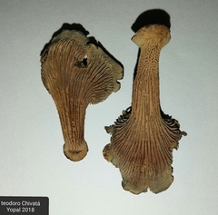 Stiptophyllum erubescens