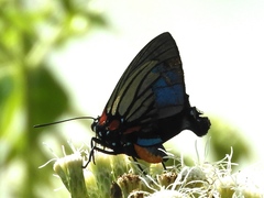 Atlides polybe