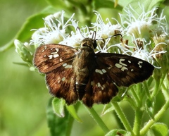 Udranomia kikkawai