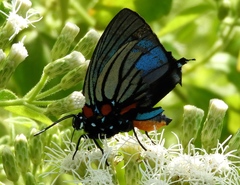 Atlides polybe
