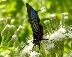 Atlides polybe