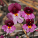 Little Purple Monkeyflower - Photo (c) David Greenberger, some rights reserved (CC BY-NC-ND), uploaded by David Greenberger