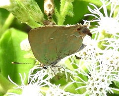 Cyanophrys miserabilis