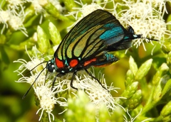 Atlides polybe