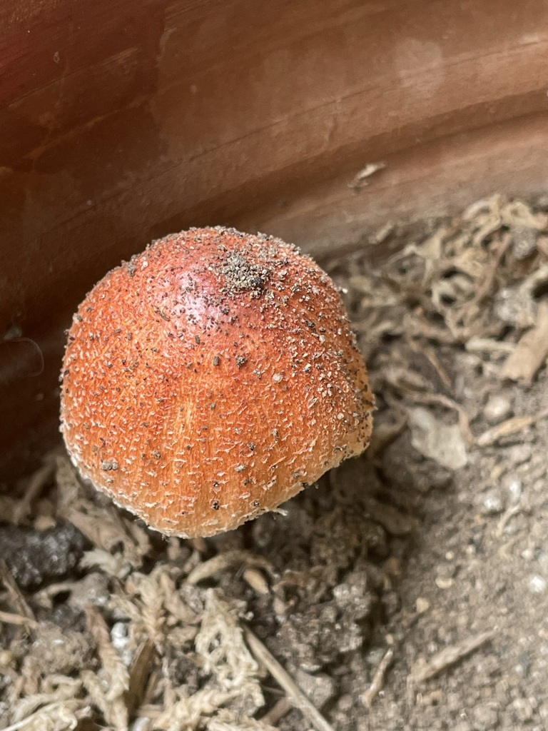 Leucoagaricus rubrotinctus · May 2023 · photo: © awsalas (iNaturalist, cc-by)