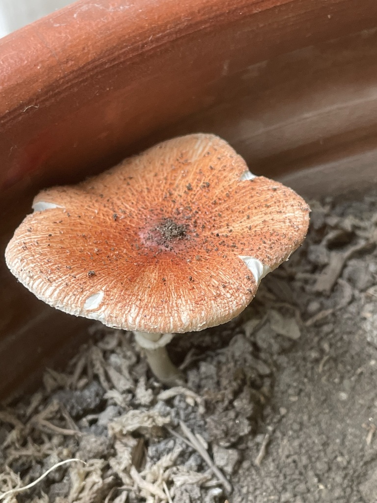 Leucoagaricus rubrotinctus · May 2023 · photo: © awsalas (iNaturalist, cc-by)