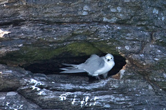 Gray Noddy photo 3