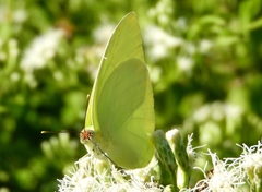 Aphrissa statira statira