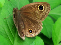 Ypthima multistriata