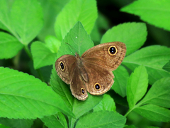 Ypthima multistriata