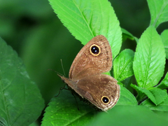 Ypthima multistriata