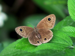 Ypthima multistriata