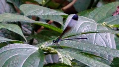 Psolodesmus mandarinus mandarinus