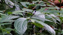 Psolodesmus mandarinus mandarinus