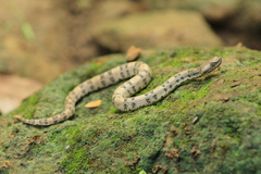 Dunn's Hognose Viper photo 4