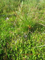 Juncus caespiticius