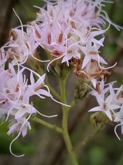 Garberia heterophylla image