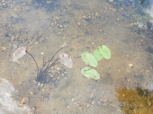 Aquarius cordifolius