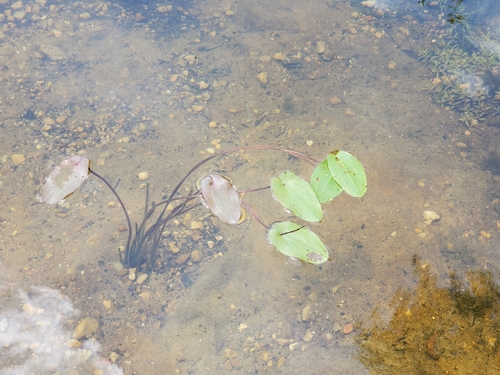 Aquarius cordifolius