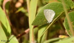 Celastrina echo gozora